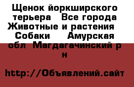 Щенок йоркширского терьера - Все города Животные и растения » Собаки   . Амурская обл.,Магдагачинский р-н